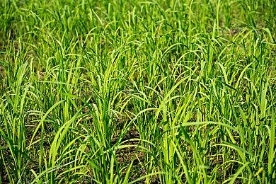 《哥特王朝：重制版》新情报透露：游戏世界栩栩如生